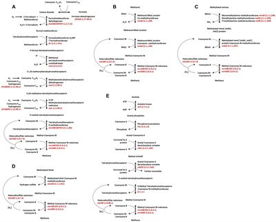 The evolving role of methanogenic archaea in mammalian microbiomes